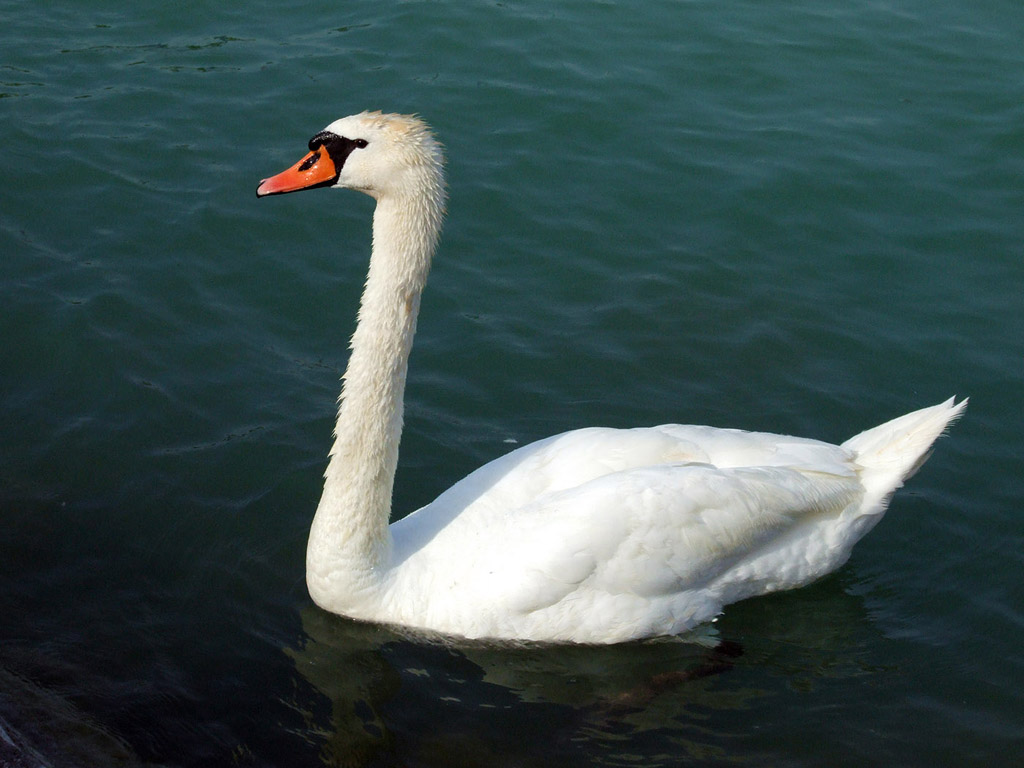 Schwan 005