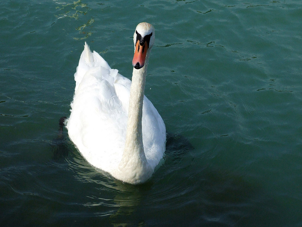 Schwan 006