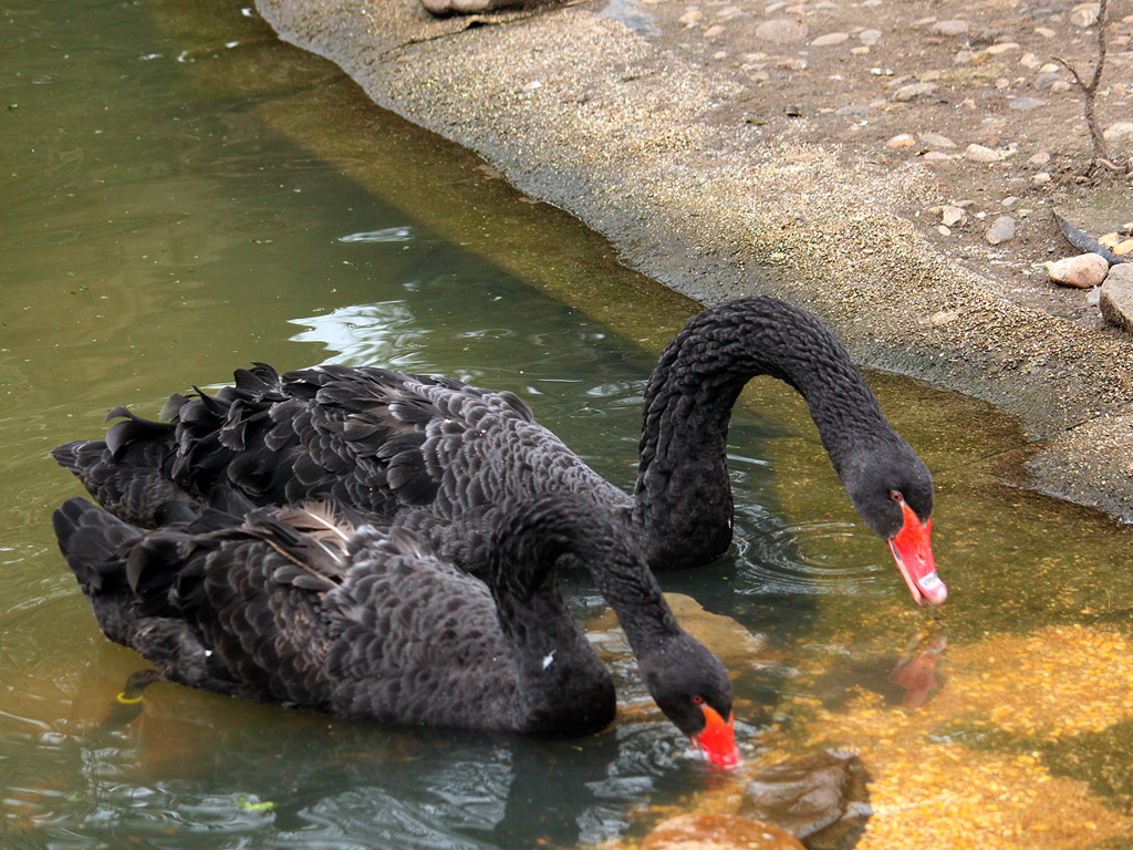 Schwan: Trauerschwan