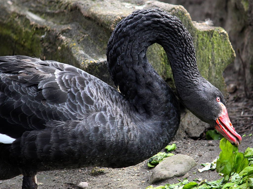 Schwan: Trauerschwan