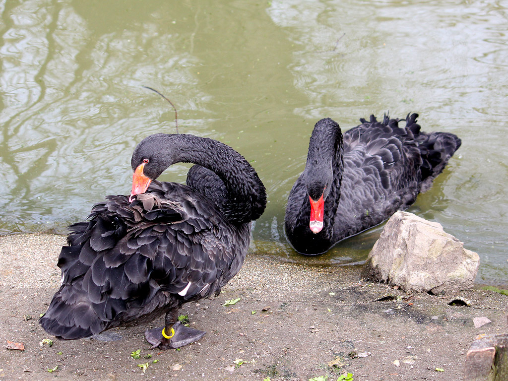 Schwan: Trauerschwan