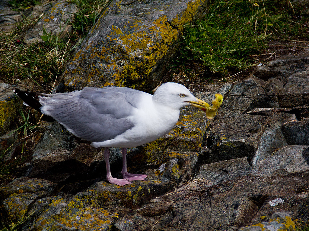 Möwe