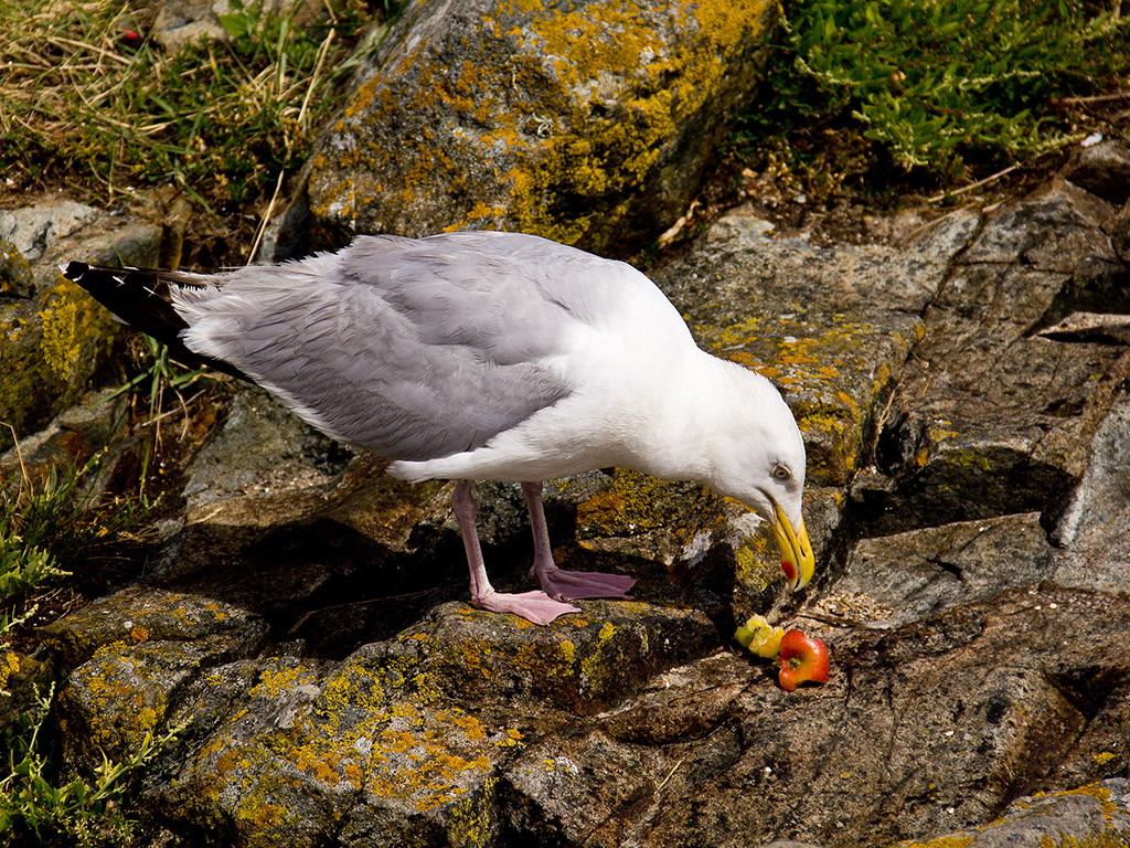 Möwe