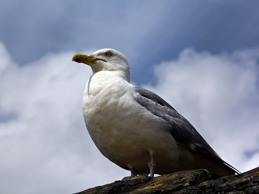 Möwe